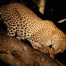 leopard4.jpg