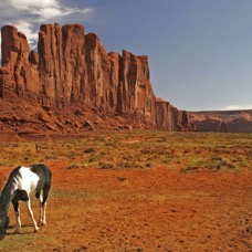 monument valley horses1.jpg