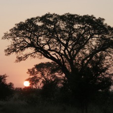 sunrise with tree16.jpg