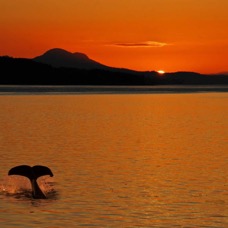 whale sunset flat.jpg